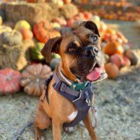 Enlarge Bella Sue, an adopted Boxer in Davis, CA image 5/5
