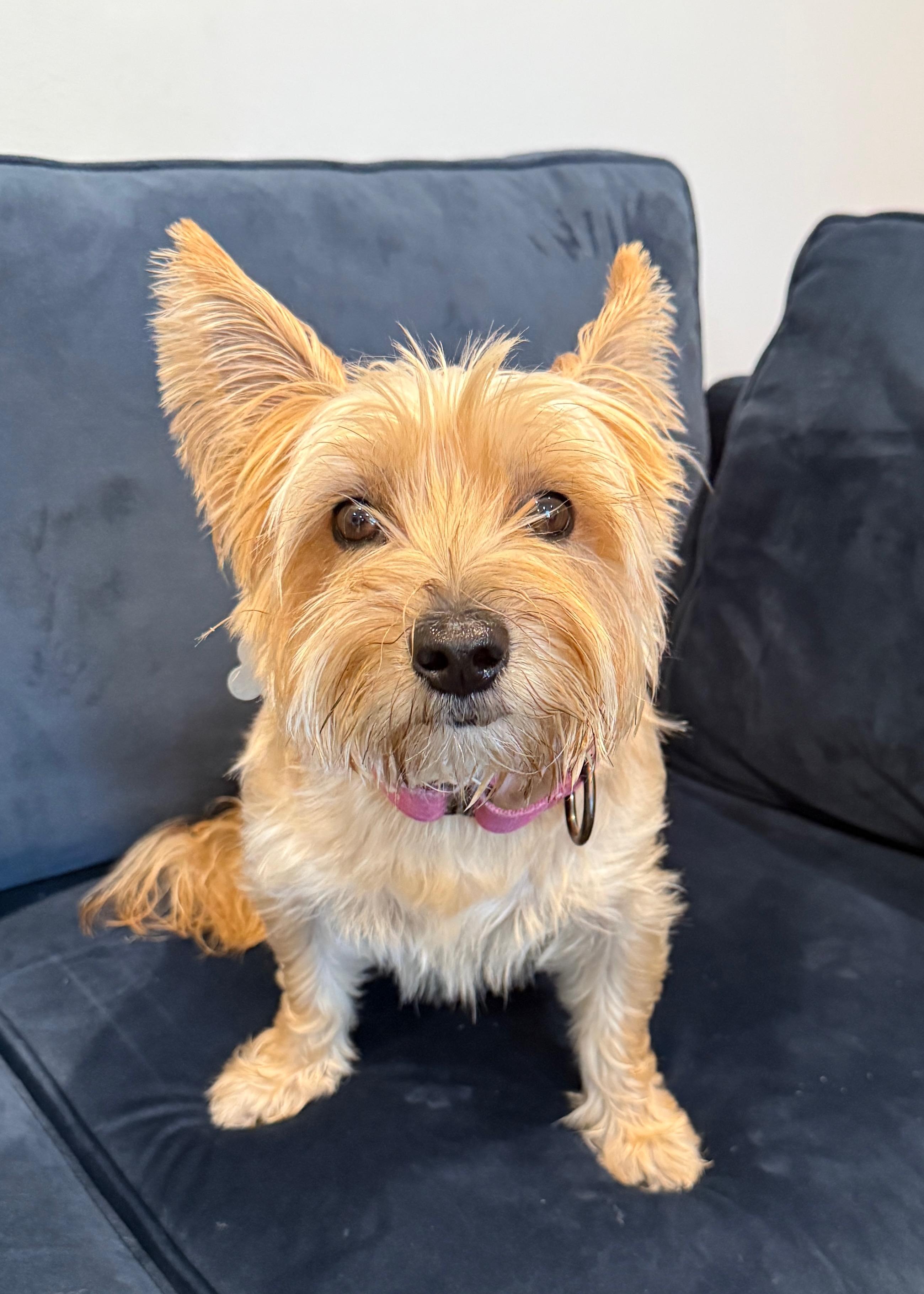 Enlarge Olivia Benson., a Adoptable Yorkshire Terrier in Columbia, MD image 2/6