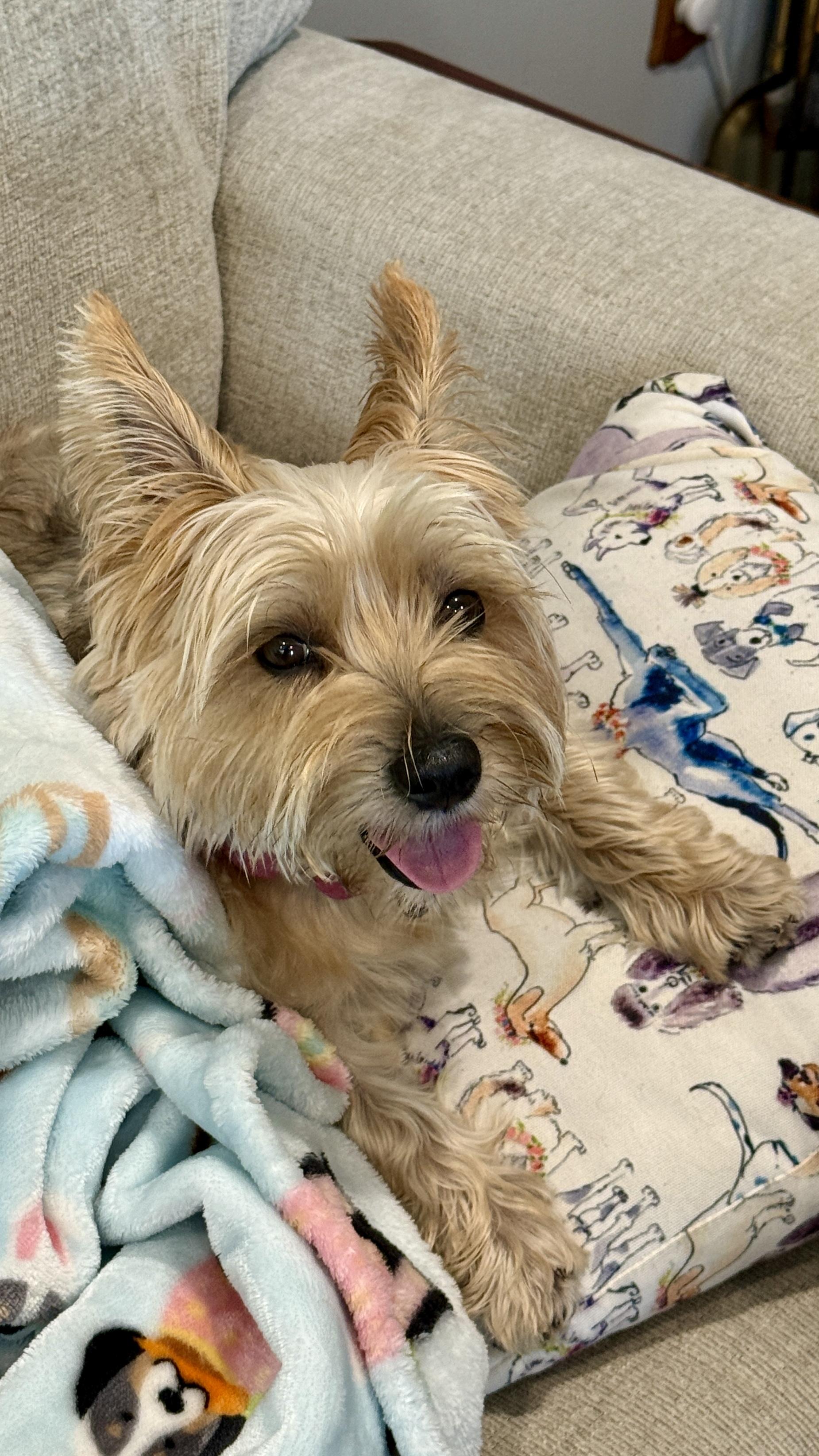 Enlarge Olivia Benson., a Adoptable Yorkshire Terrier in Columbia, MD image 6/6