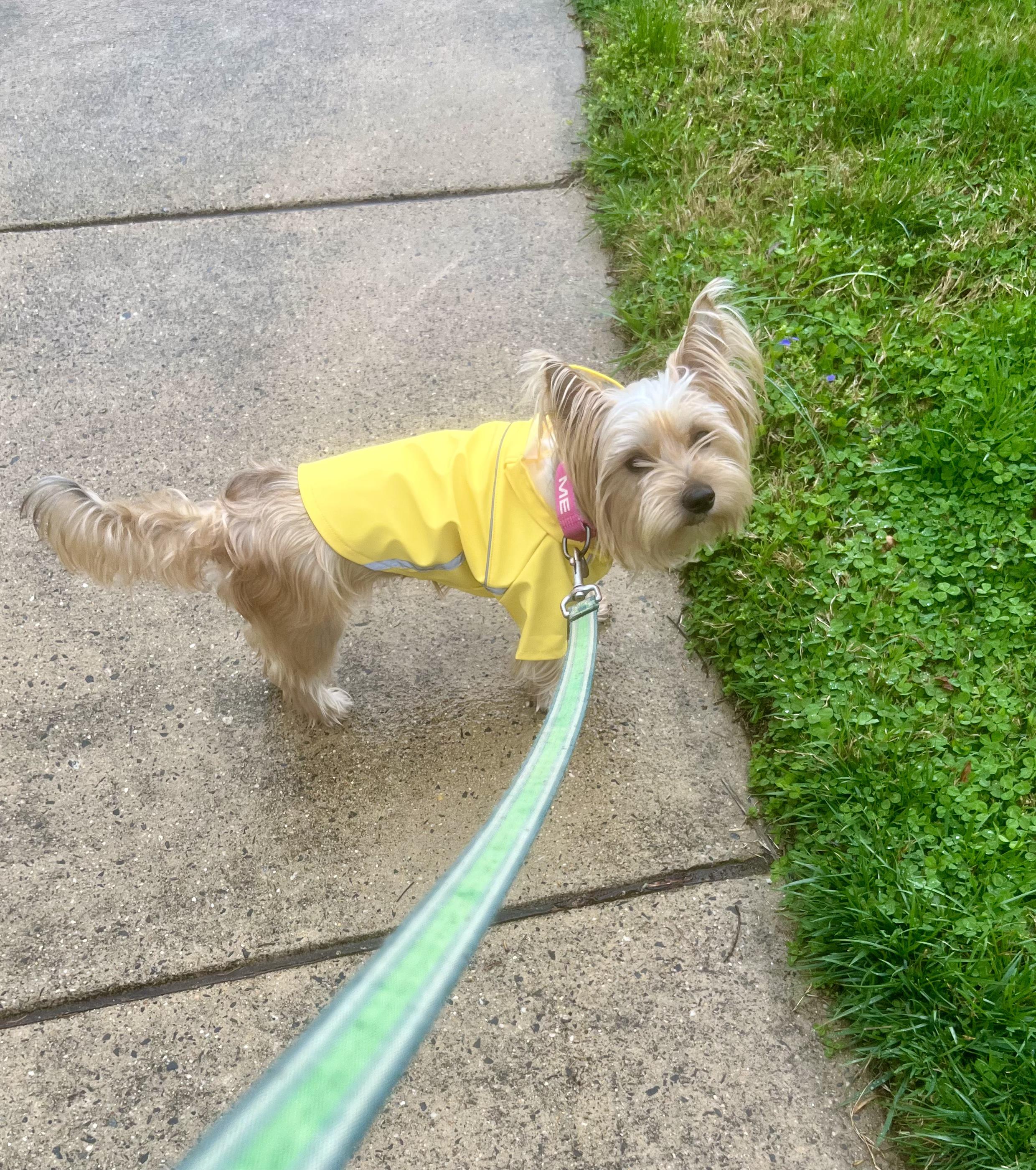 Enlarge Olivia Benson., a Adoptable Yorkshire Terrier in Columbia, MD image 4/6