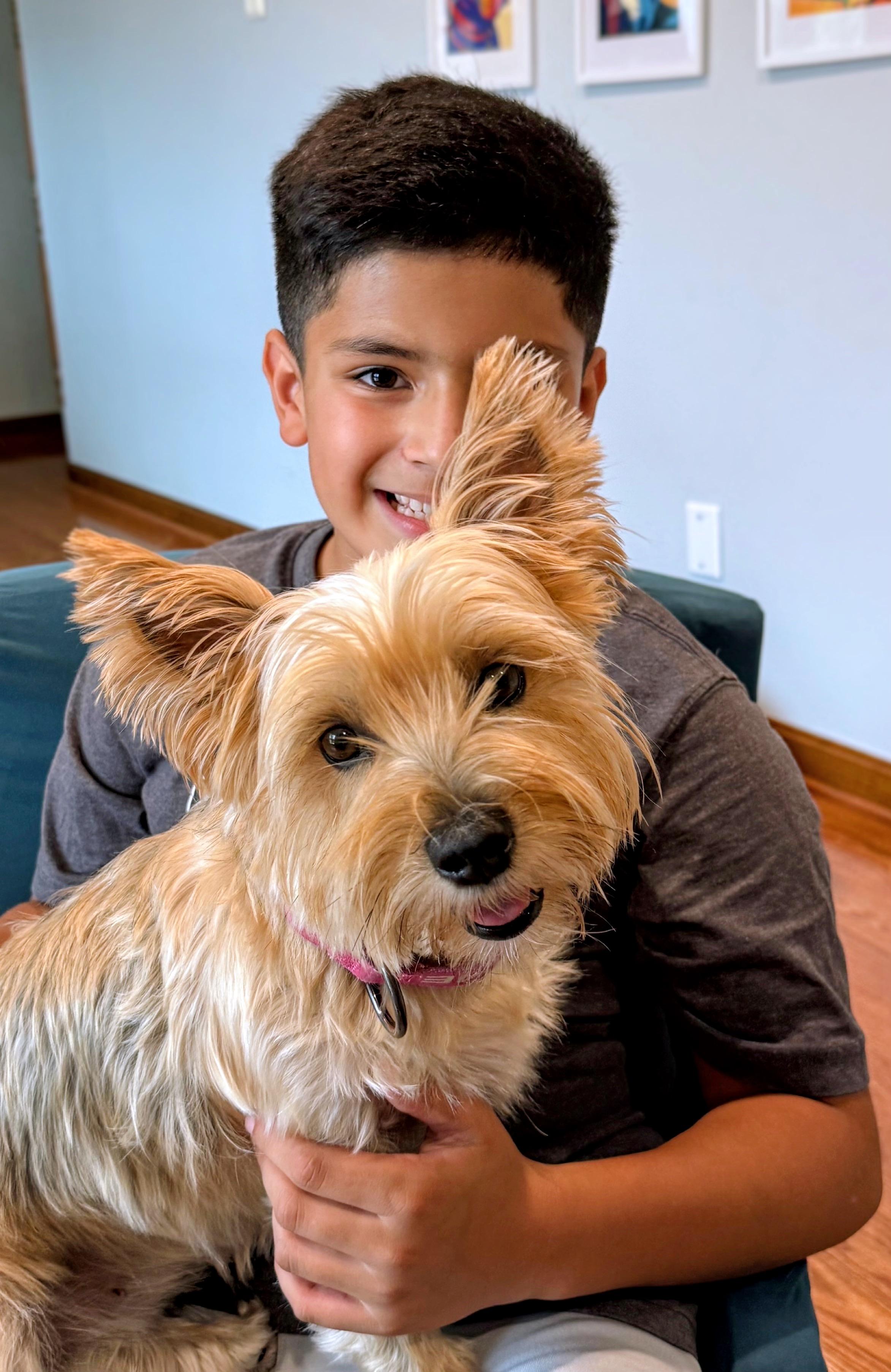 Enlarge Olivia Benson., a Adoptable Yorkshire Terrier in Columbia, MD image 1/6