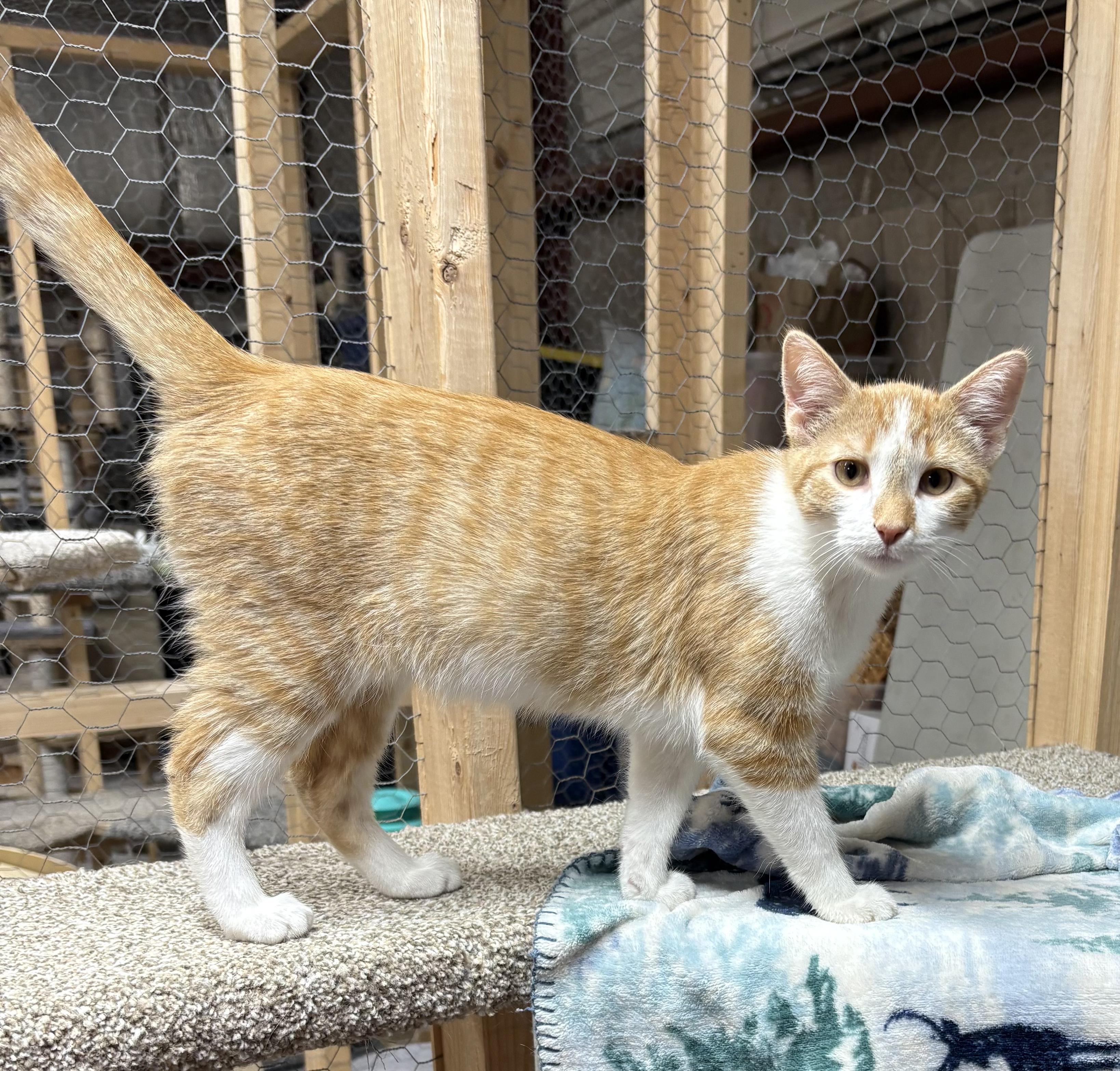 Goldie, Adoptable, Young Male Domestic Short Hair.