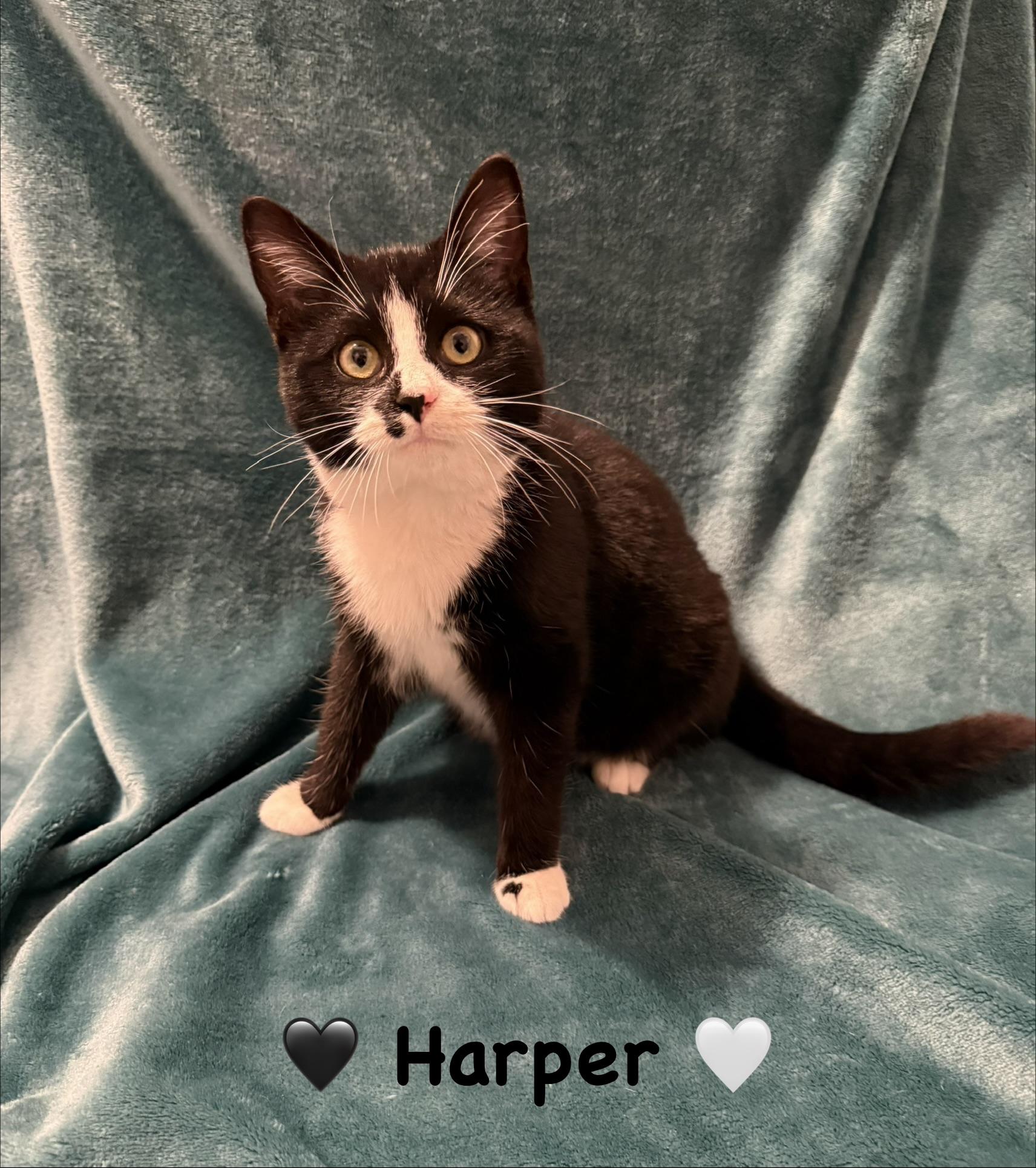 Enlarge Harper, a ADOPTABLE Tuxedo in Copley, OH image 1/1