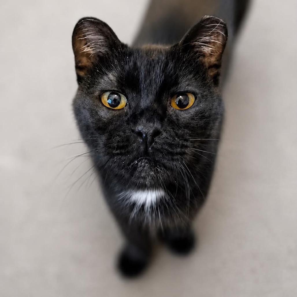 Kiwi, Adoptable, Adult Male Domestic Short Hair.