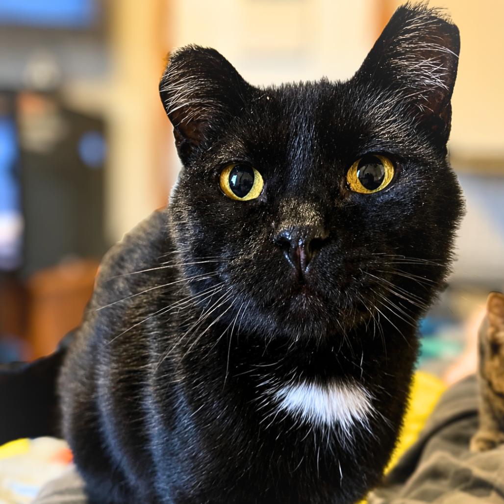 Enlarge Kiwi, a Adoptable Domestic Short Hair in Rochester, MN image 2/3