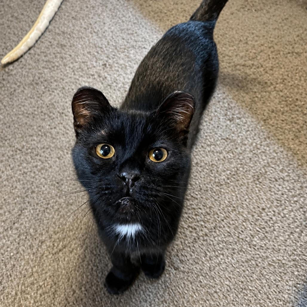 Enlarge Kiwi, a Adoptable Domestic Short Hair in Rochester, MN image 3/3