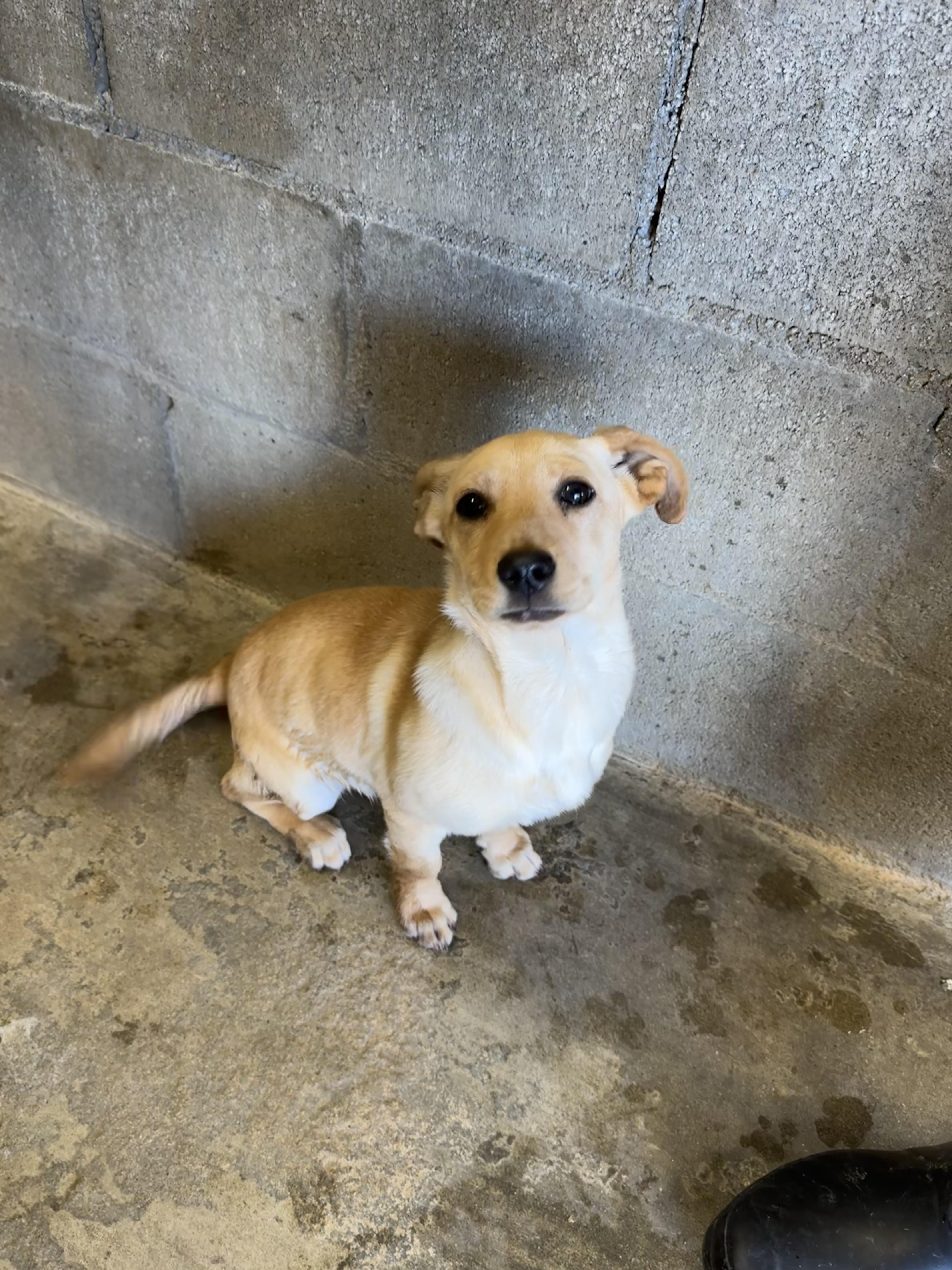 Enlarge HAYLEE ( AVAILABLE: 3/12/26), an adopted Chihuahua in Wasco, CA image 1/1