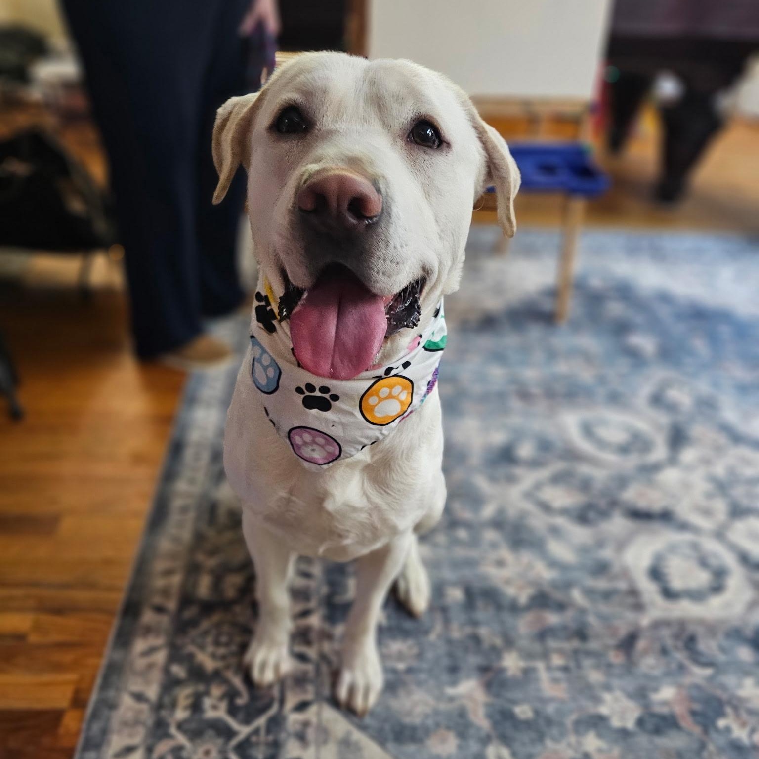 Enlarge Zero, a ADOPTABLE mixed breed in Chesapeake Beach, MD image 3/6