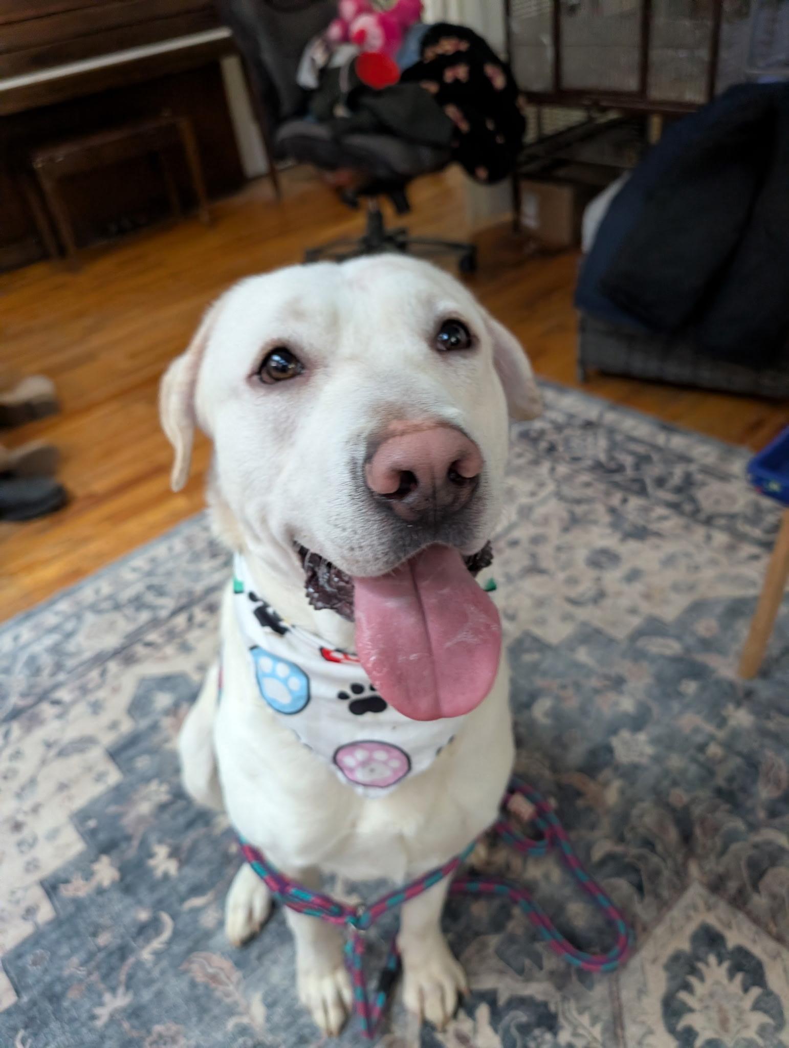 Enlarge Zero, a ADOPTABLE mixed breed in Chesapeake Beach, MD image 1/6