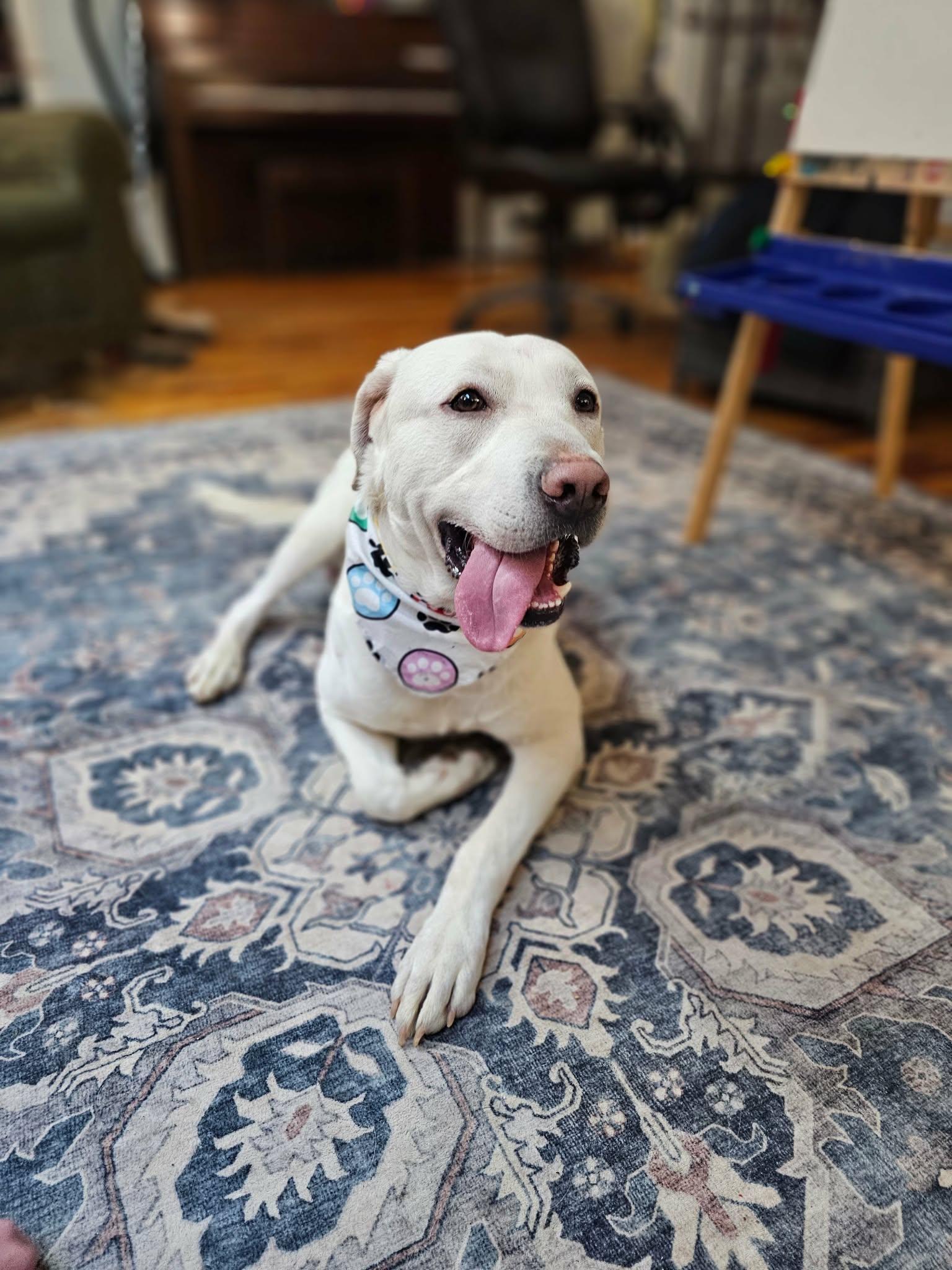 Enlarge Zero, a ADOPTABLE mixed breed in Chesapeake Beach, MD image 4/4