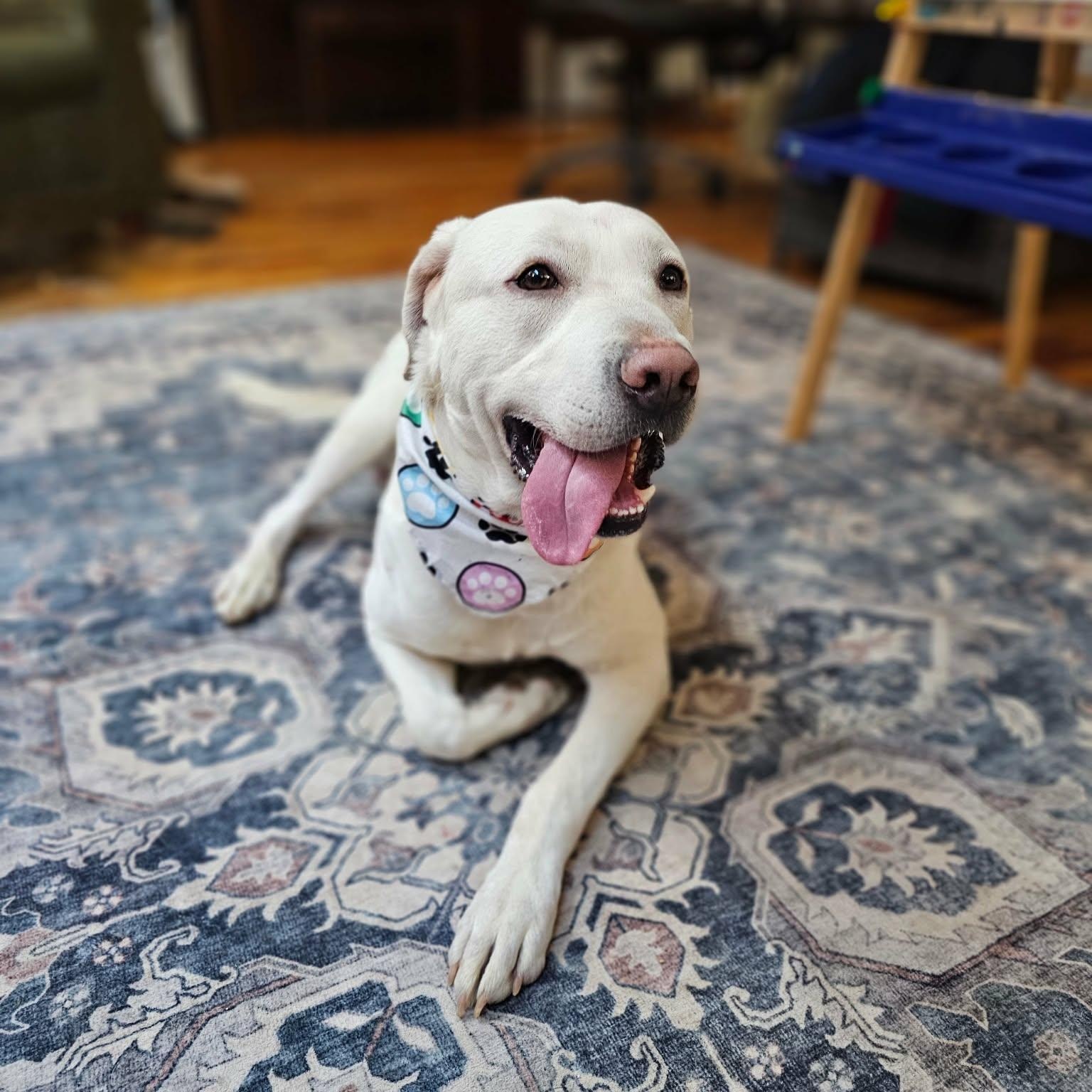 Enlarge Zero, a ADOPTABLE mixed breed in Chesapeake Beach, MD image 4/6