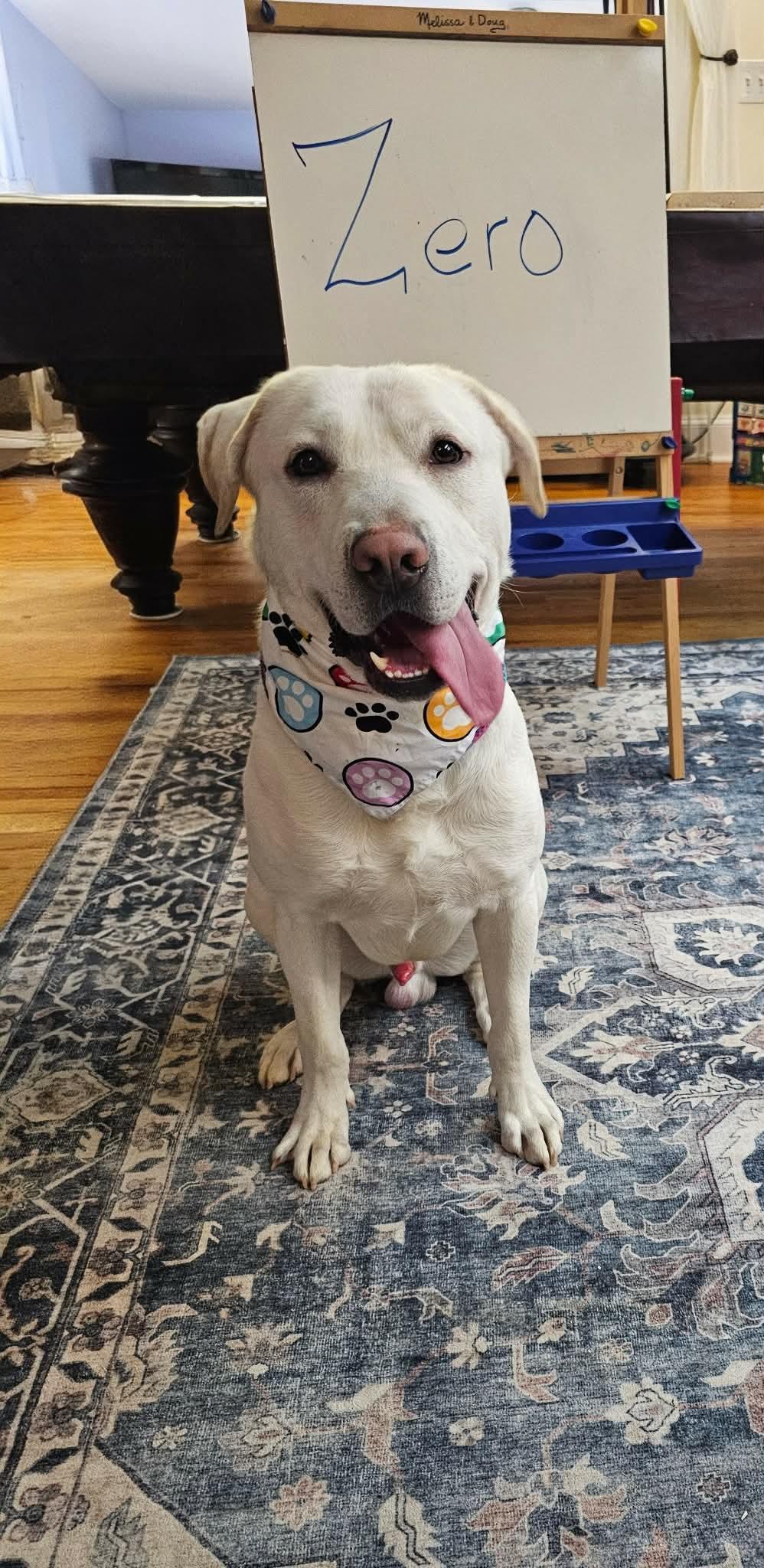 Enlarge Zero, a ADOPTABLE mixed breed in Chesapeake Beach, MD image 2/4