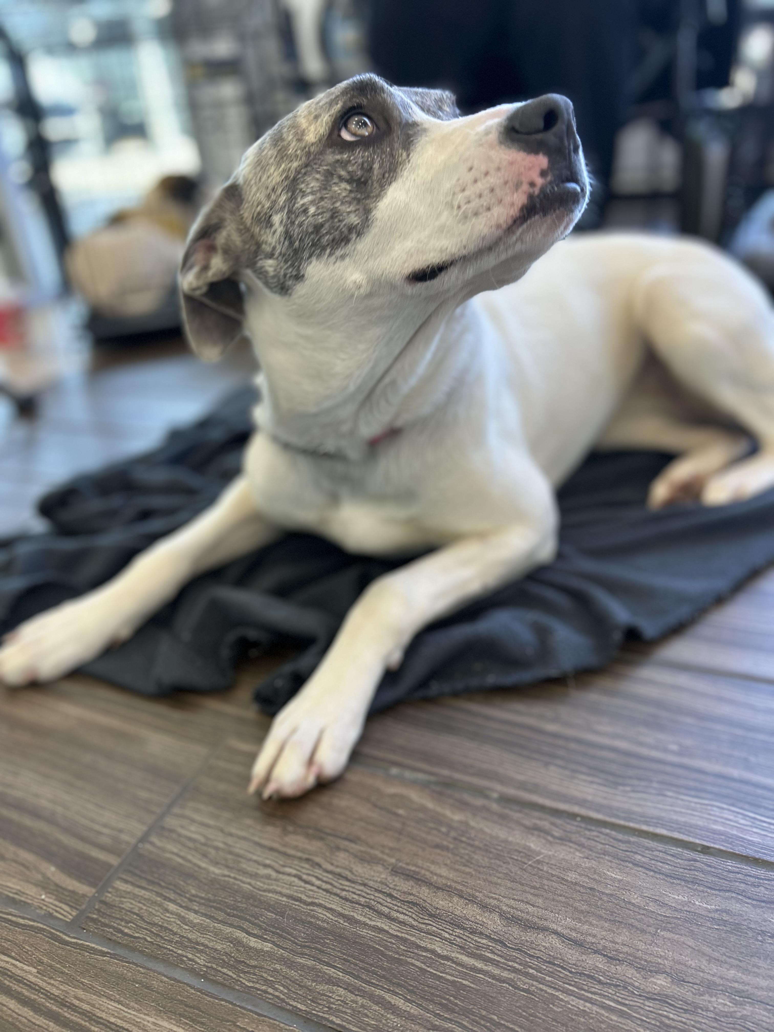 Sunny- Outside Dog- Companion Dog, an adoptable mixed breed in Milner, GA image 2/6