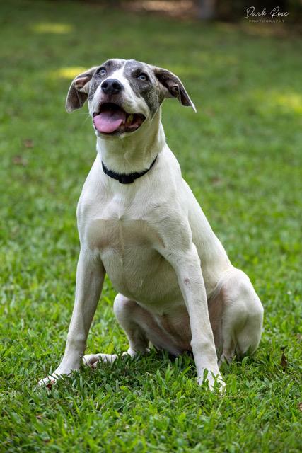 Enlarge Sunny, a Adoptable mixed breed in Milner, GA image 1/3