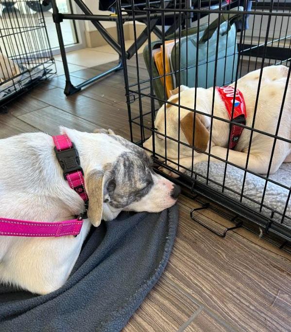 Enlarge Sunny ~Fee SPONSORED!, an adoptable mixed breed in Milner, GA image 5/5