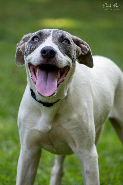 Sunny, an adoptable Labrador Retriever, Whippet in Milner, GA, 30257 | Photo Image 2