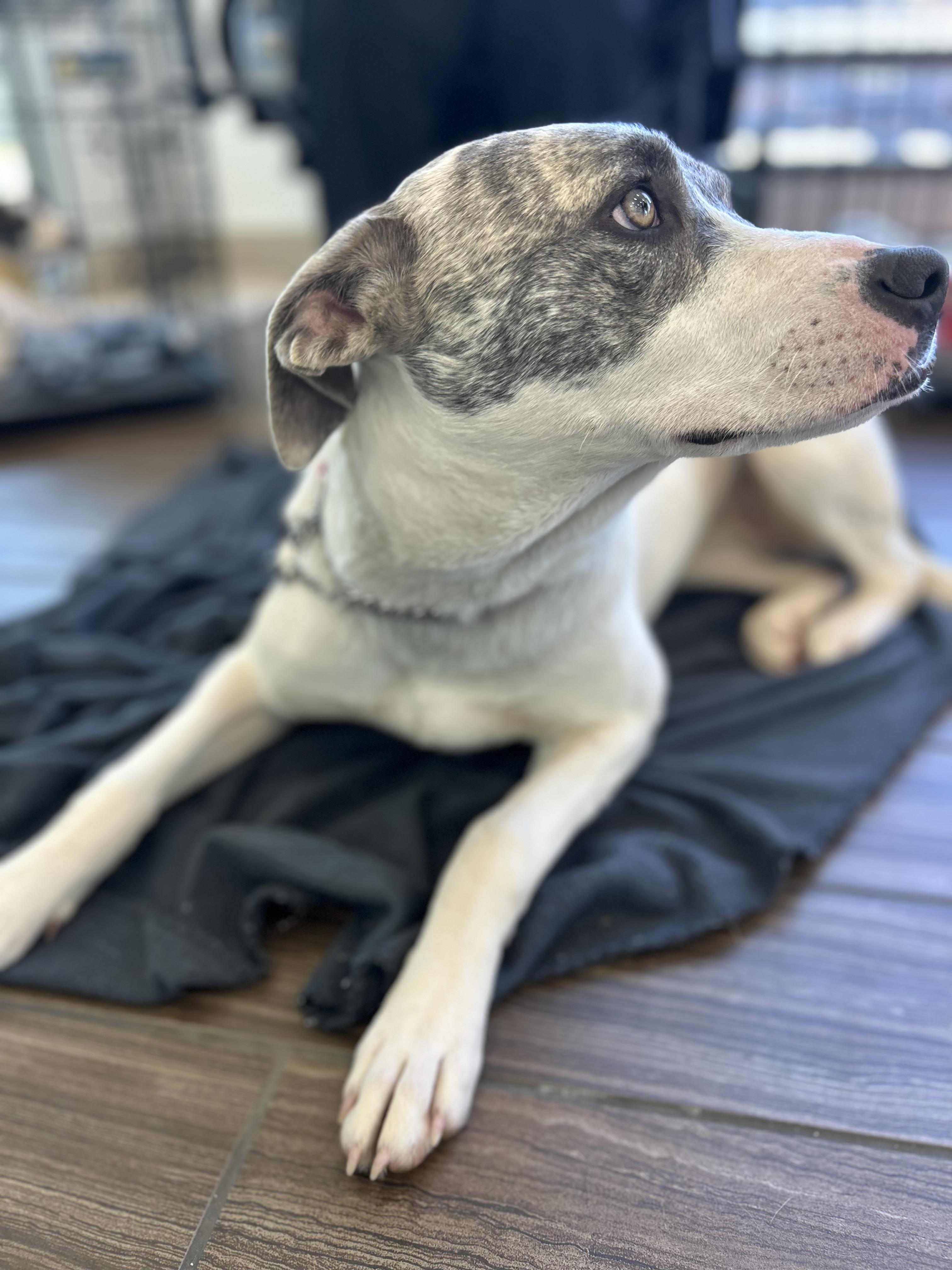 Enlarge Sunny ~Fee SPONSORED!, an adoptable mixed breed in Milner, GA image 2/5