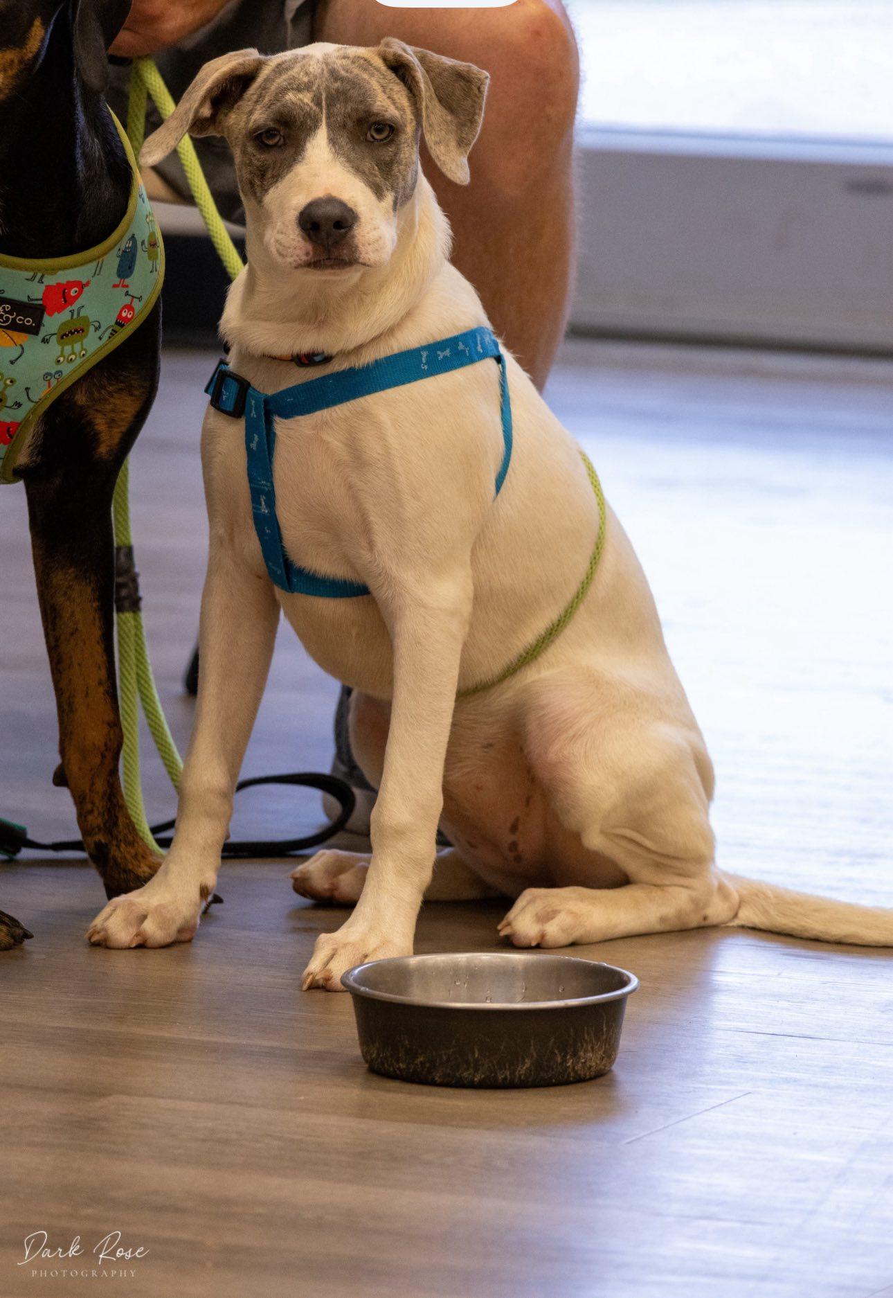 Sunny, an adoptable Labrador Retriever, Whippet in Milner, GA, 30257 | Photo Image 3