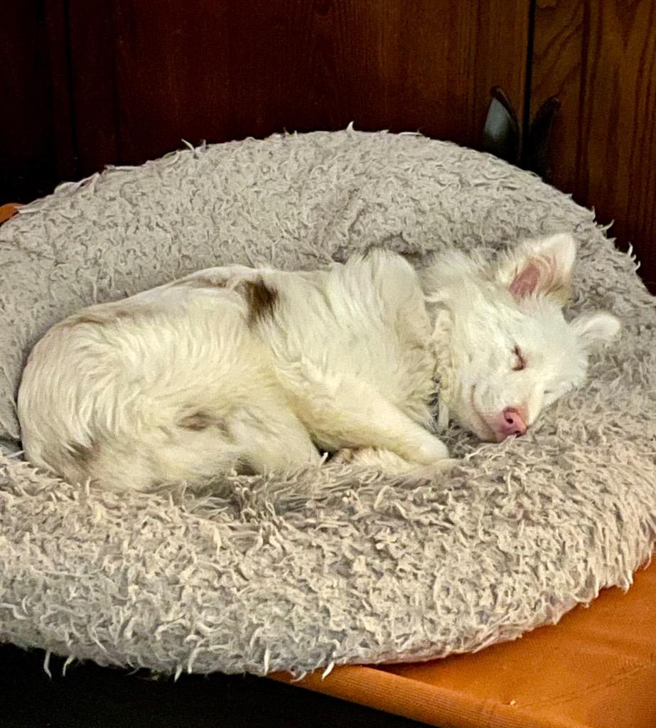 Maverick, Adoptable, Puppy Male Australian Shepherd.