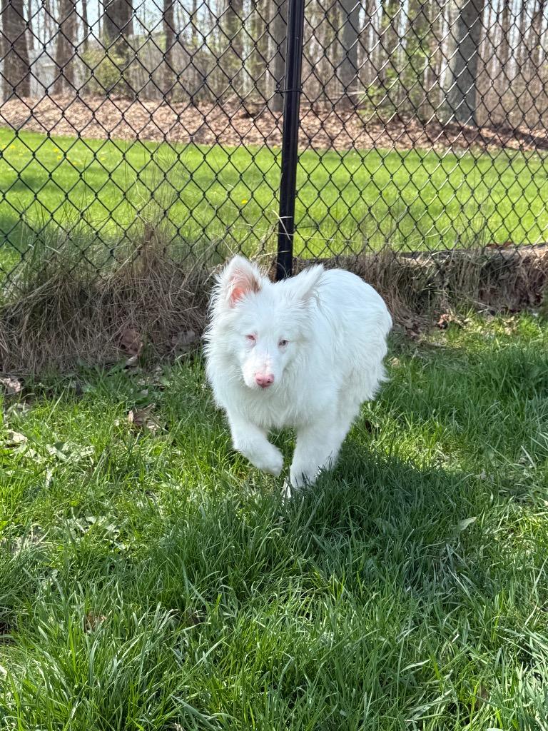 Enlarge Maverick, a Adoptable Australian Shepherd in Decatur, IN image 3/6