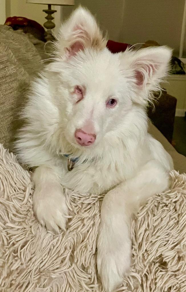 Enlarge Maverick, a Adoptable Australian Shepherd in Decatur, IN image 4/6