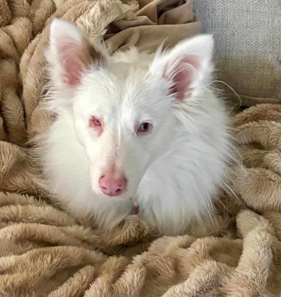 Enlarge Maverick, a Adoptable Australian Shepherd in Decatur, IN image 5/6