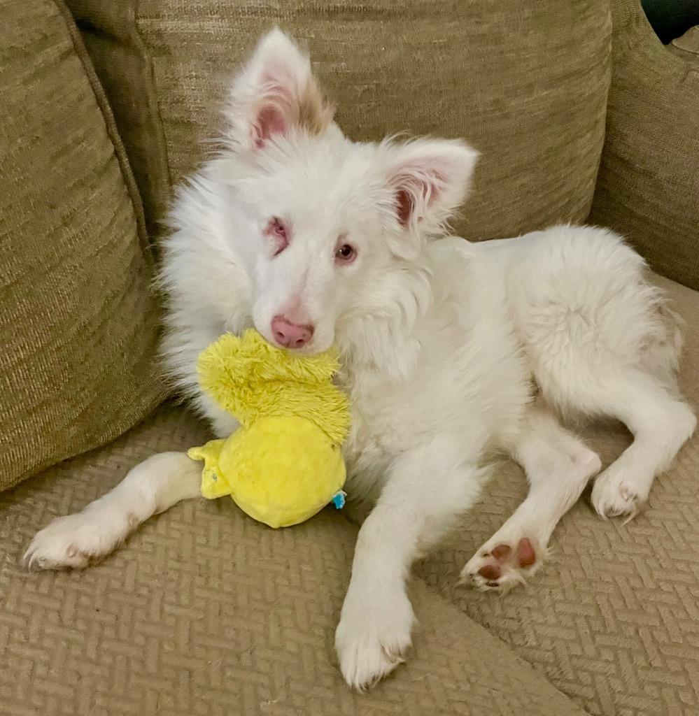 Enlarge Maverick, a Adoptable Australian Shepherd in Decatur, IN image 6/6