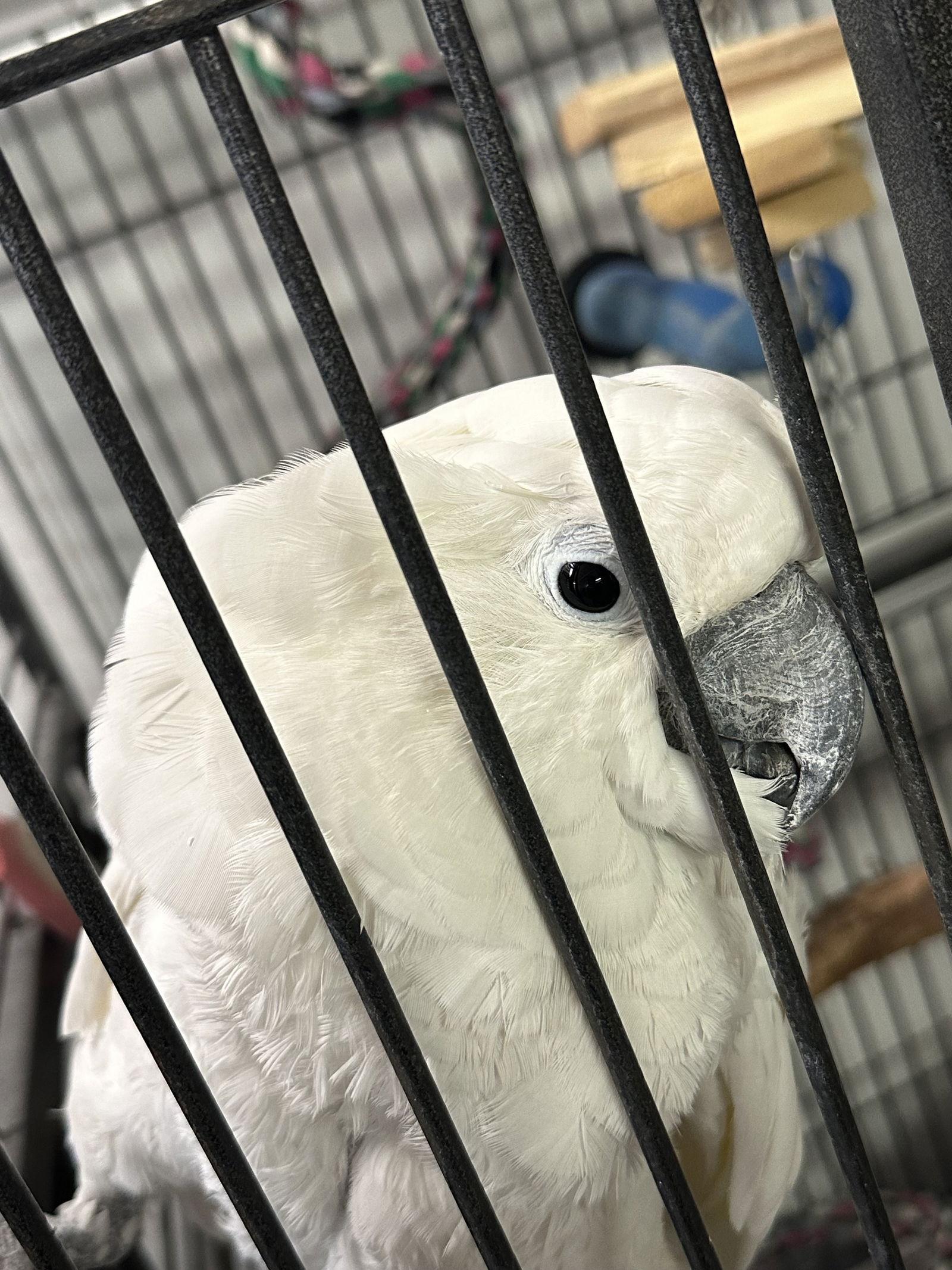 Casper, Adoptable, Adult Male Cockatoo.