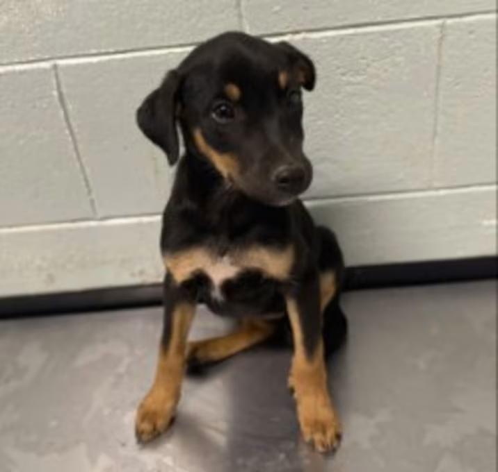 India, Adoptable, Puppy Female Doberman Pinscher.