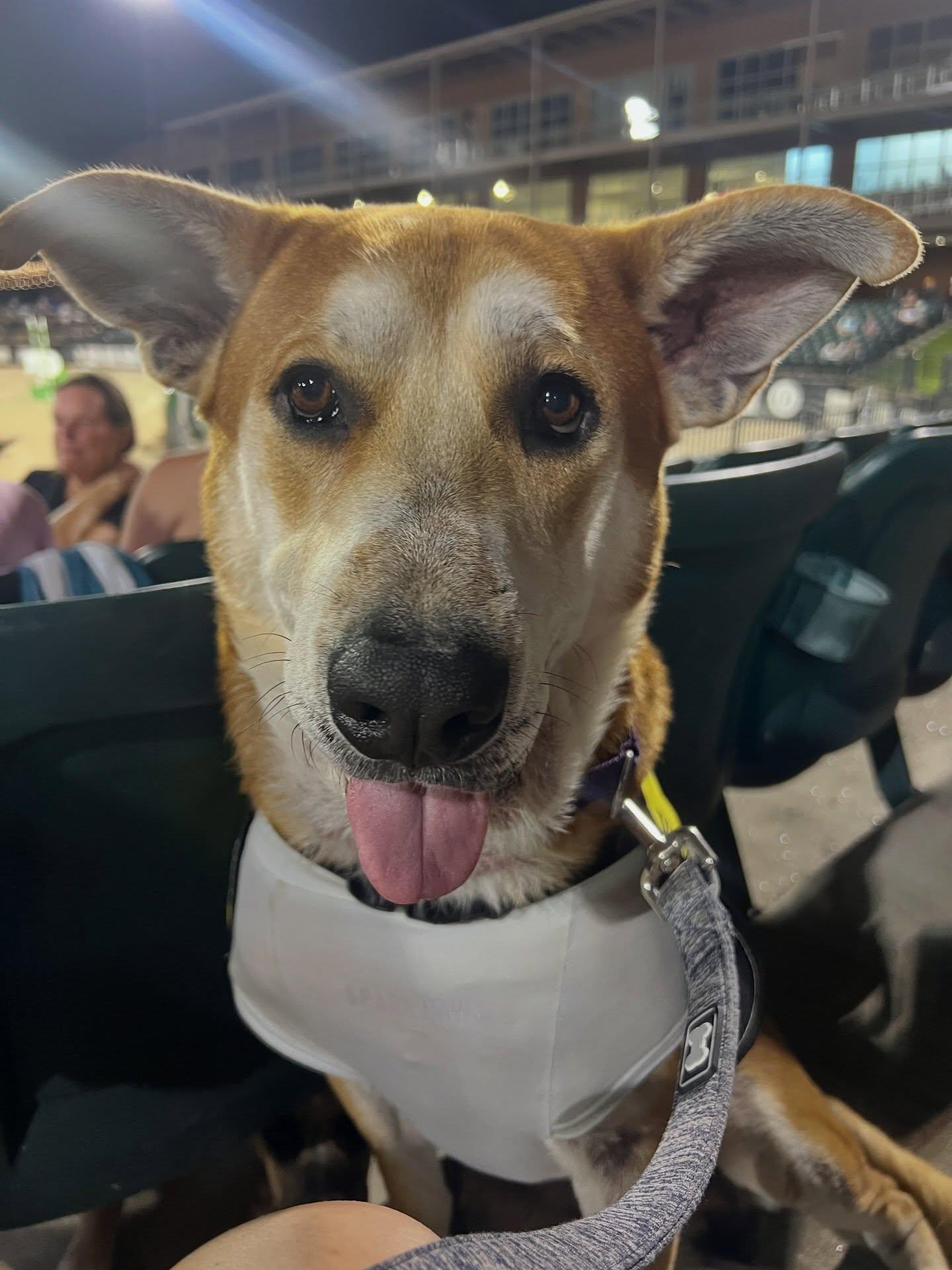 Enlarge Buzz, a Adoptable mixed breed in Greenville, SC image 4/6
