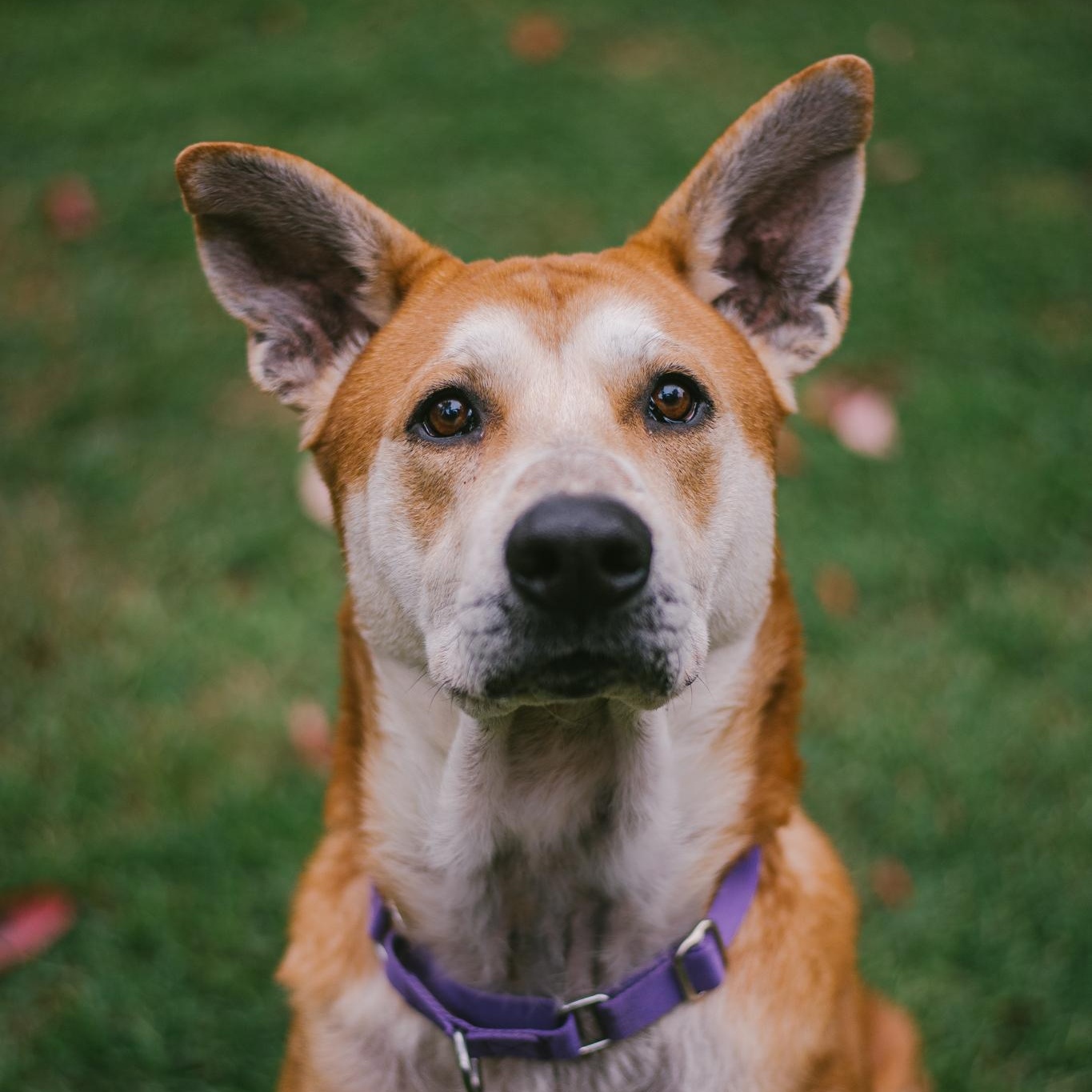 Enlarge Buzz, a Adoptable mixed breed in Greenville, SC image 2/6