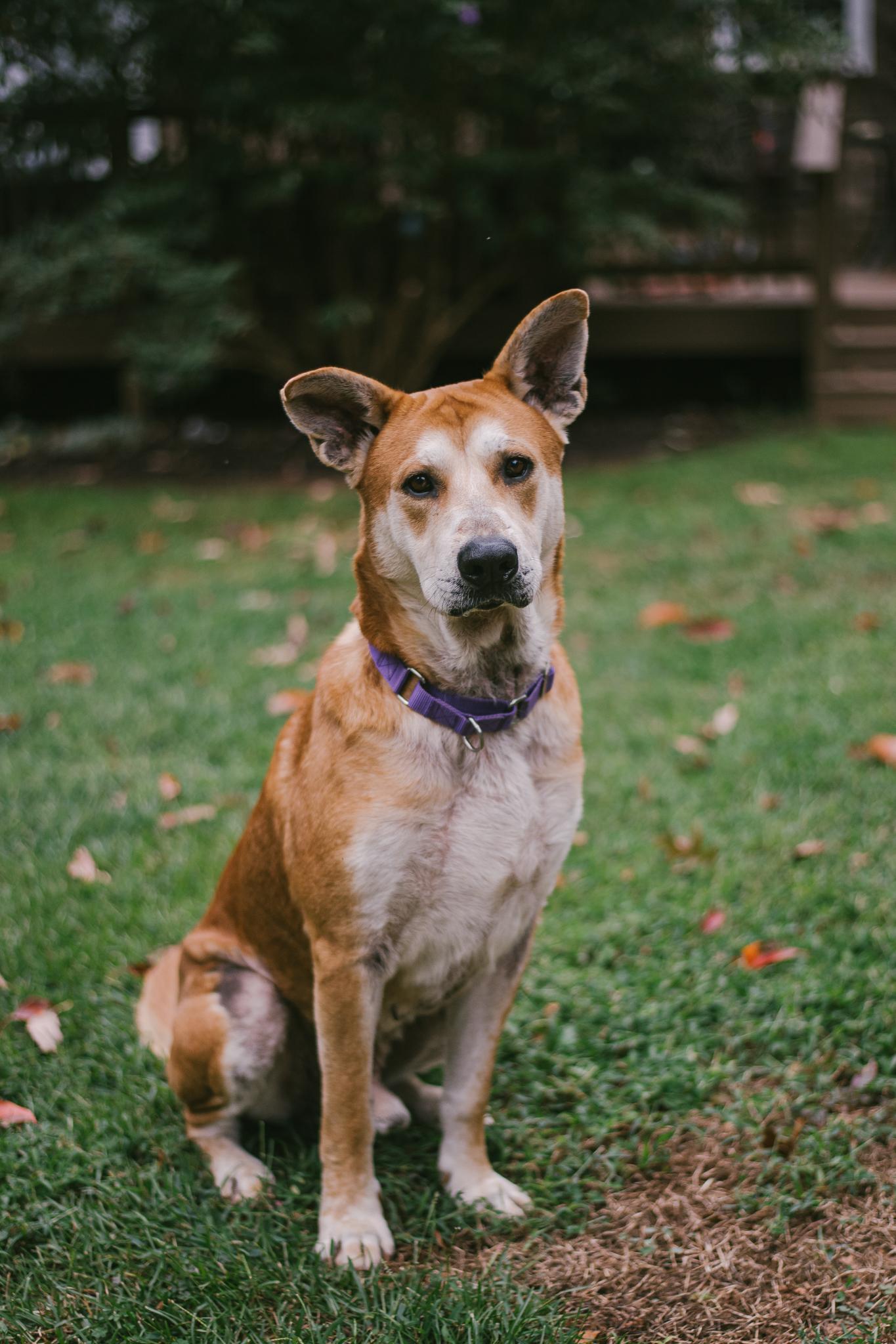 Enlarge Buzz, a Adoptable mixed breed in Greenville, SC image 6/6