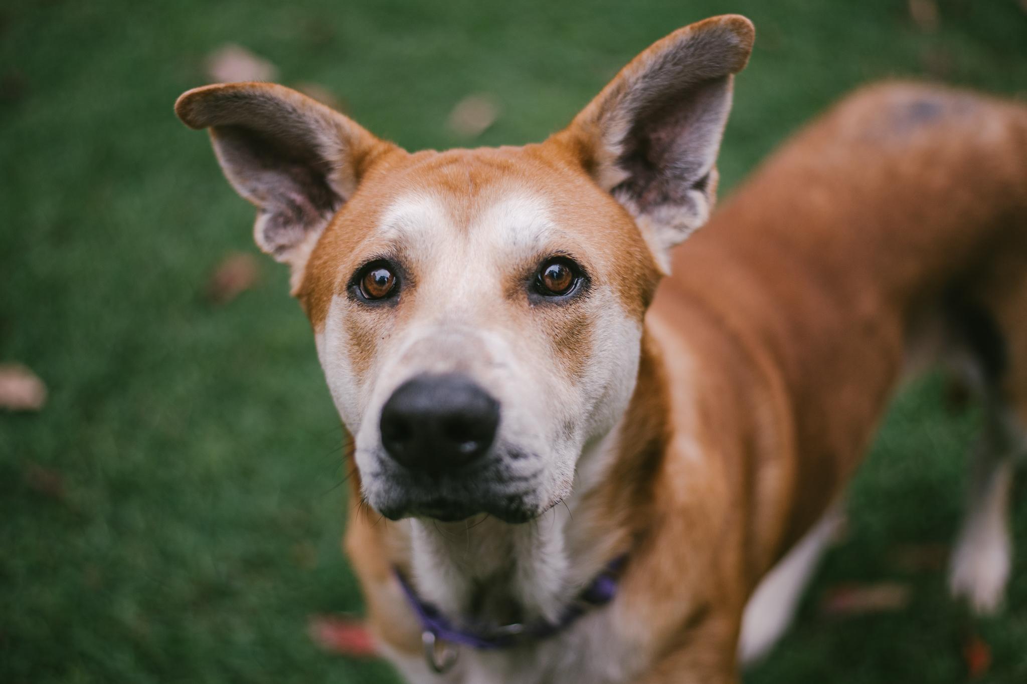 Enlarge Buzz, a Adoptable mixed breed in Greenville, SC image 5/6