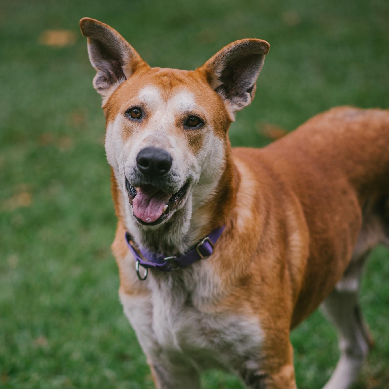 Buzz, Adoptable, Adult Male German Shepherd Dog & Pit Bull Terrier.