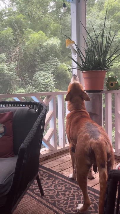 Enlarge Buzz, a Adoptable mixed breed in Greenville, SC video 3/6