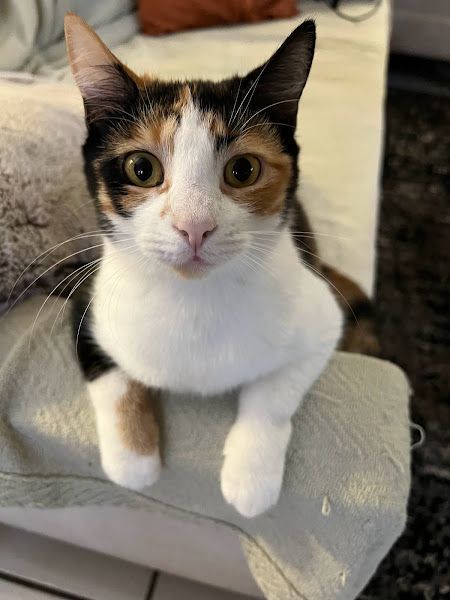 Enlarge Treasure, a Adopted Calico in Nashua, NH image 1/5