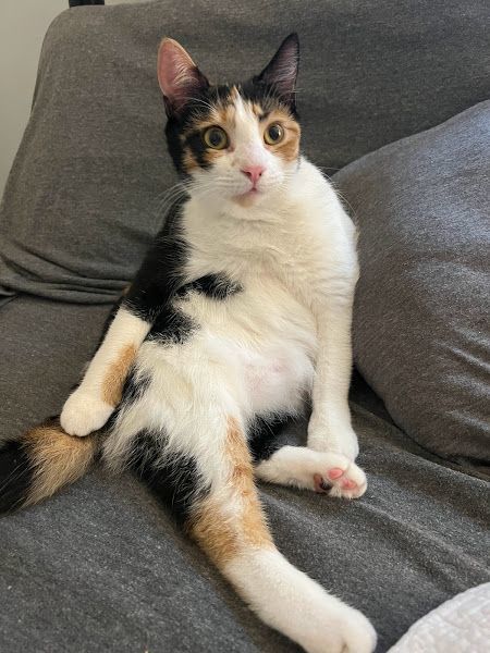 Enlarge Treasure, a Adopted Calico in Nashua, NH image 2/5