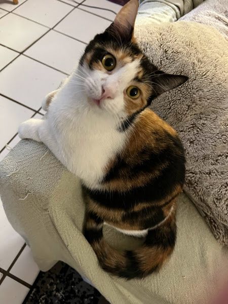 Enlarge Treasure, a Adopted Calico in Nashua, NH image 3/5