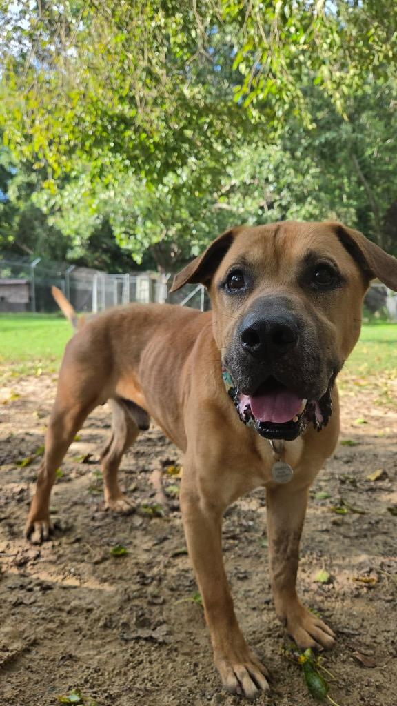 Luka, Adoptable, Adult Male Labrador Retriever & Mixed Breed.