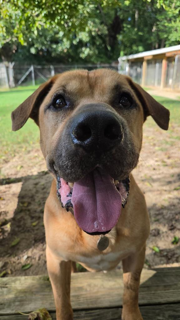 Enlarge Luka, a Adoptable mixed breed in Hampton, VA image 2/3