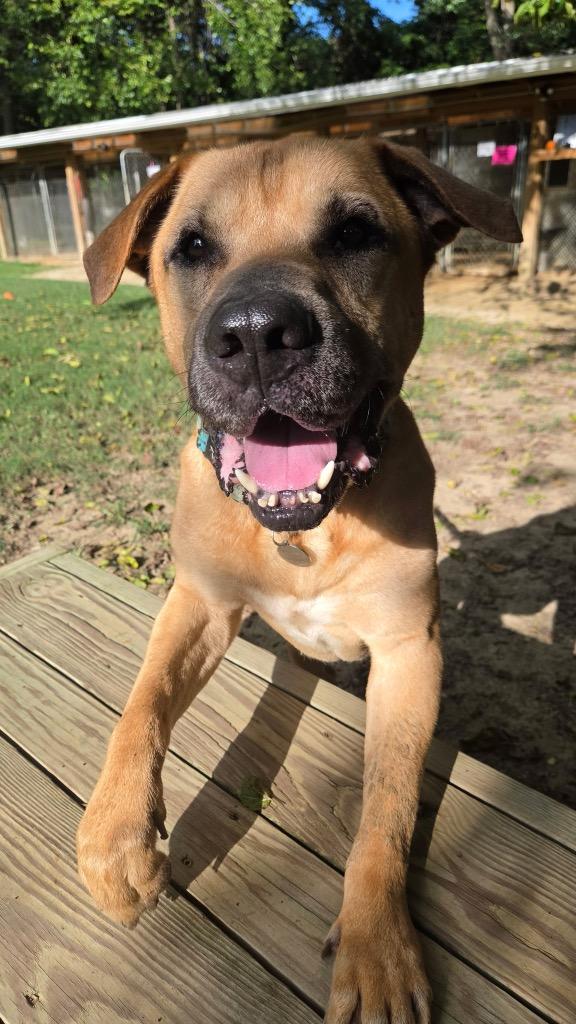 Enlarge Luka, a Adoptable mixed breed in Hampton, VA image 3/3