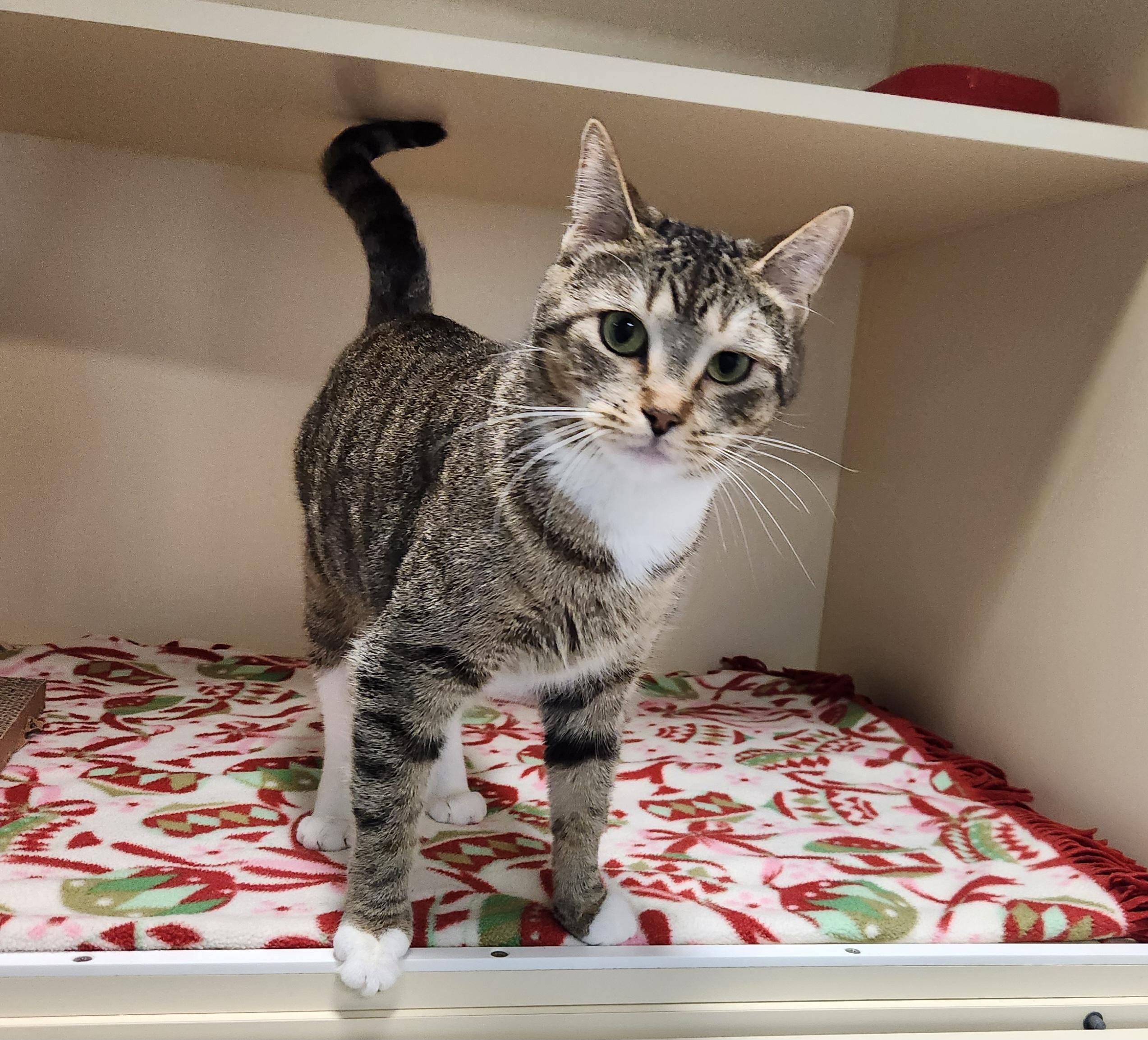 Enlarge Laney, a ADOPTABLE Domestic Short Hair in Sewaren, NJ image 1/2