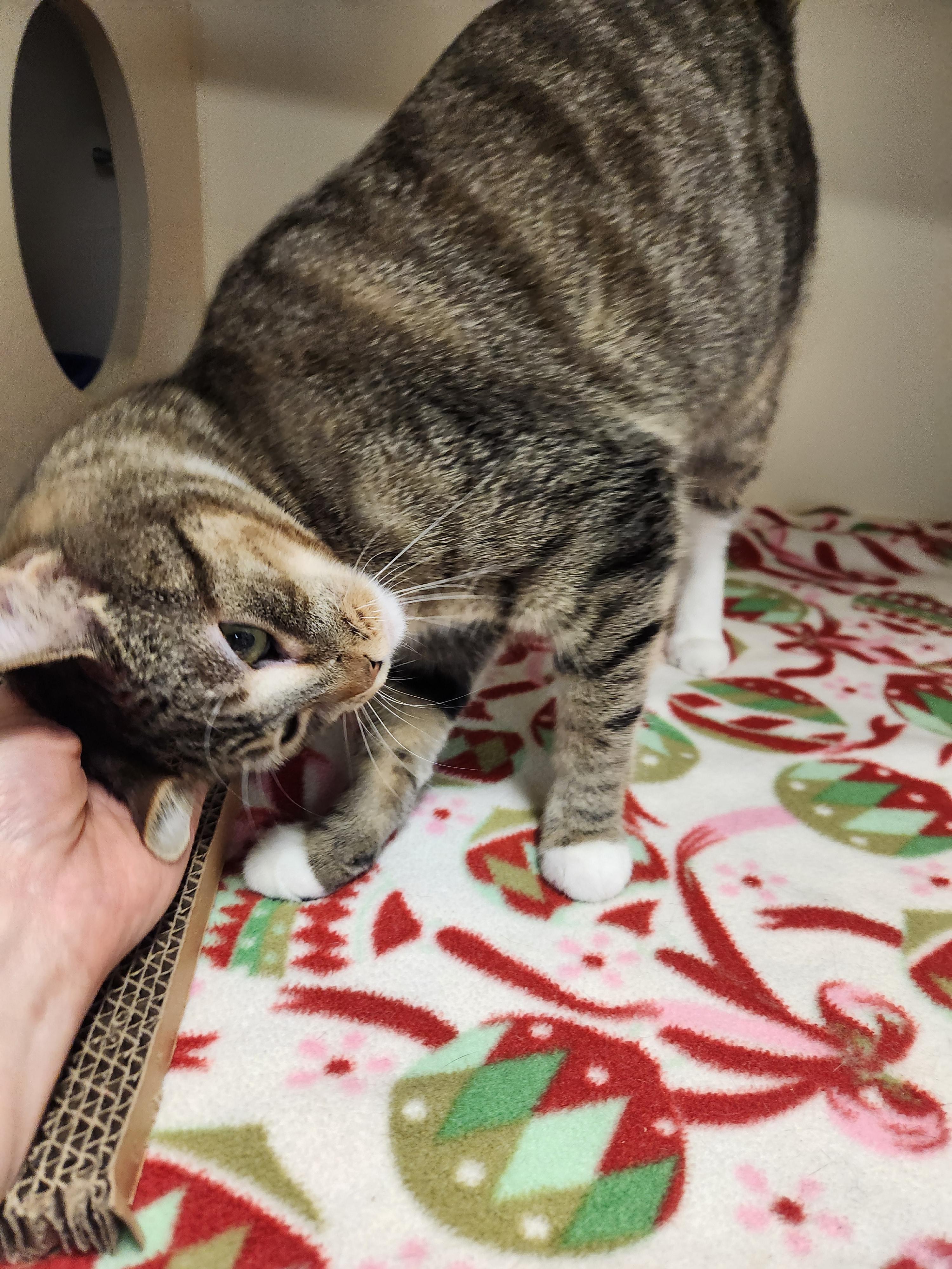 Enlarge Laney, a ADOPTABLE Domestic Short Hair in Sewaren, NJ image 2/2