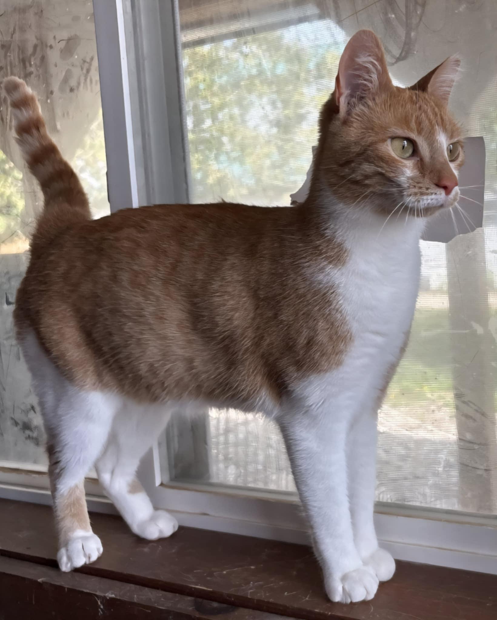 Enlarge Poppy, a Adopted Domestic Short Hair in Kemble, ON image 1/4