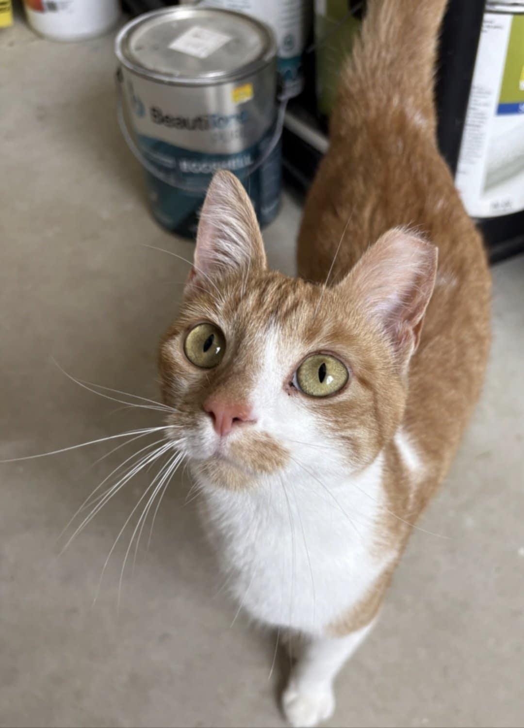 Enlarge Poppy, a Adopted Domestic Short Hair in Kemble, ON image 2/4