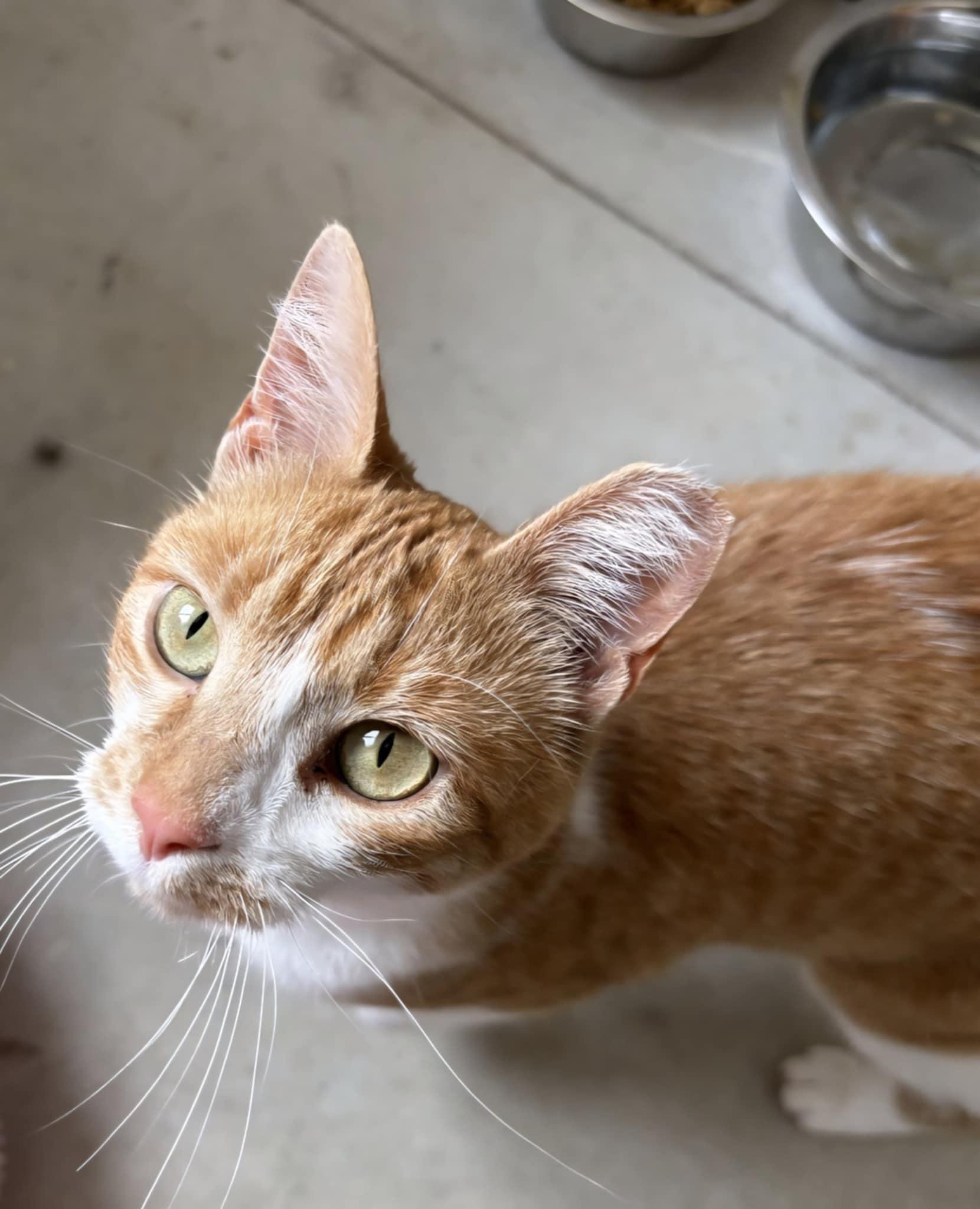 Enlarge Poppy, a Adopted Domestic Short Hair in Kemble, ON image 3/4