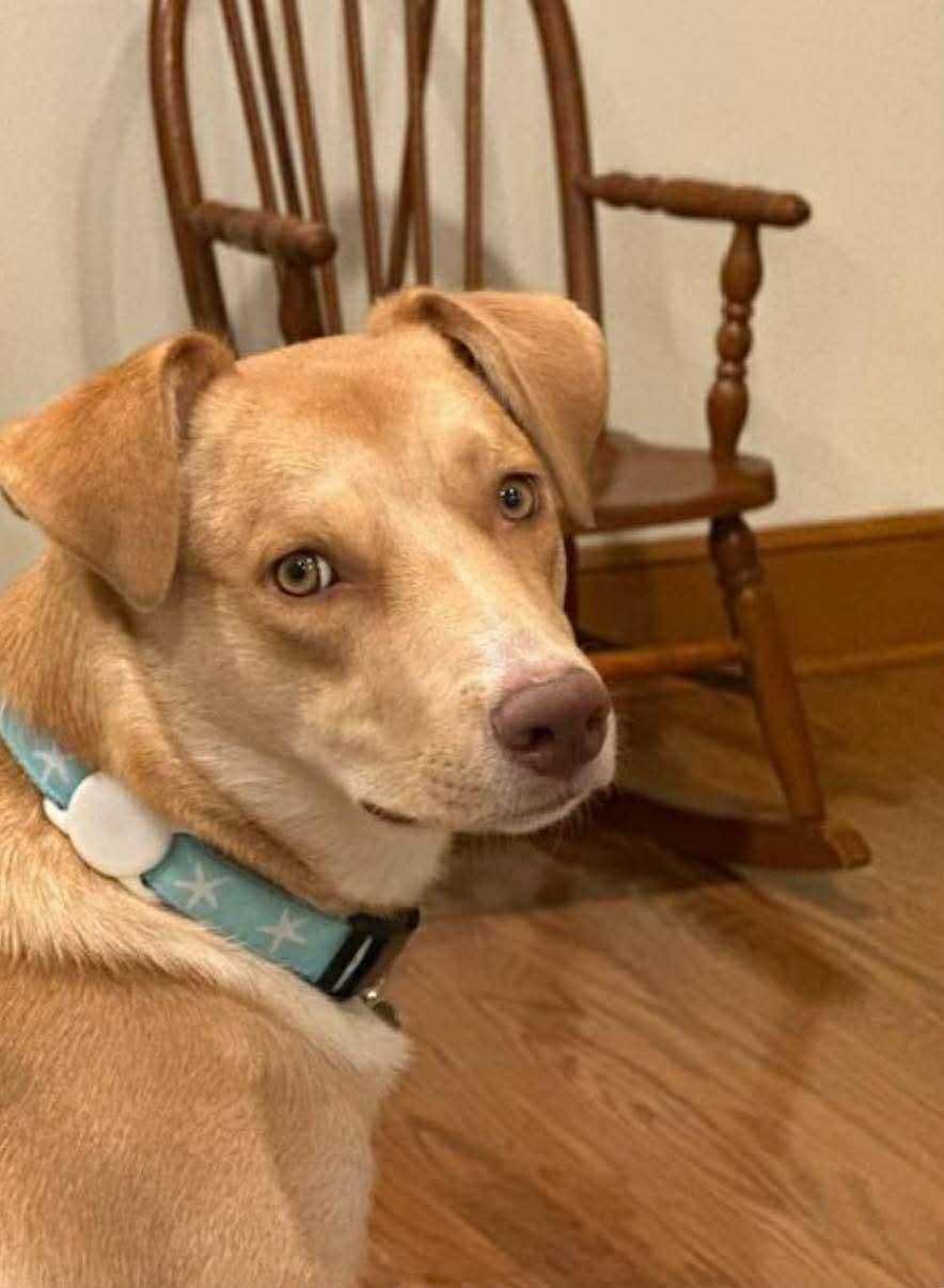 Enlarge Junie, a Adoptable mixed breed in Westwood, NJ image 3/4