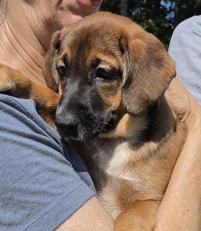 Enlarge Sydney, an adopted mixed breed in Palmyra, VA image 4/4