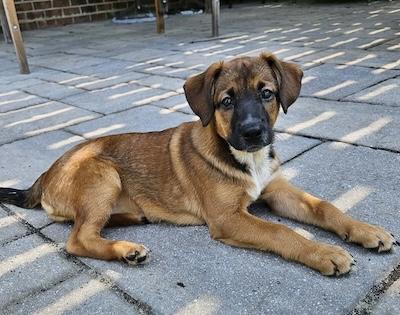 Enlarge Sydney, an adopted mixed breed in Palmyra, VA image 2/4