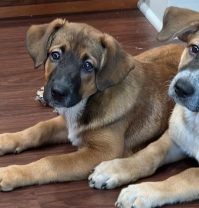 Sydney, adopted, Puppy Female Shepherd & Australian Cattle Dog / Blue Heeler.